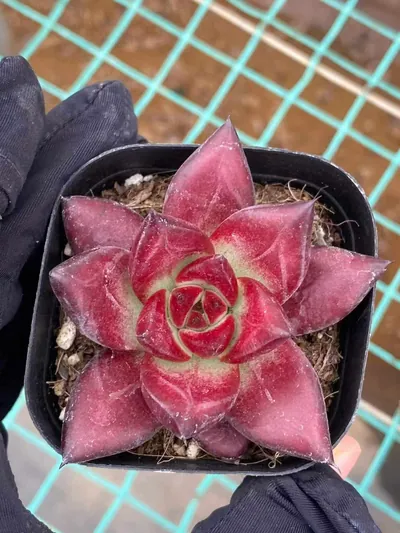 Echeveria 'Cayenne' (卡宴) succulent — wholesale bare-root export from Yunnan, China (3 of 5)