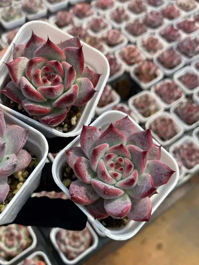 Echeveria colorata 'Diamond' (钻石卡罗拉) succulent — wholesale bare-root export from Yunnan, China (2 of 6)