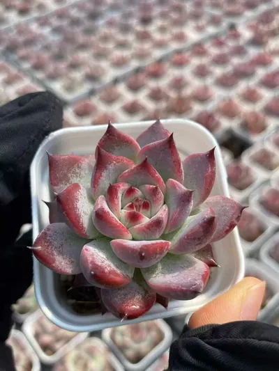 Echeveria colorata 'Diamond' (钻石卡罗拉) succulent — wholesale bare-root export from Yunnan, China (3 of 6)