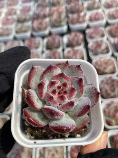 Echeveria colorata 'Diamond' (钻石卡罗拉) succulent — wholesale bare-root export from Yunnan, China (5 of 6)