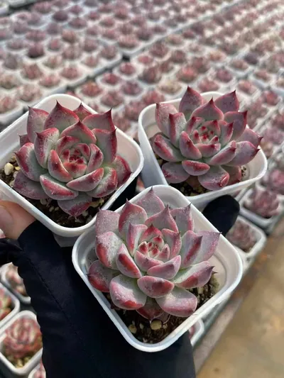 Echeveria colorata 'Diamond' (钻石卡罗拉) succulent — wholesale bare-root export from Yunnan, China (4 of 6)