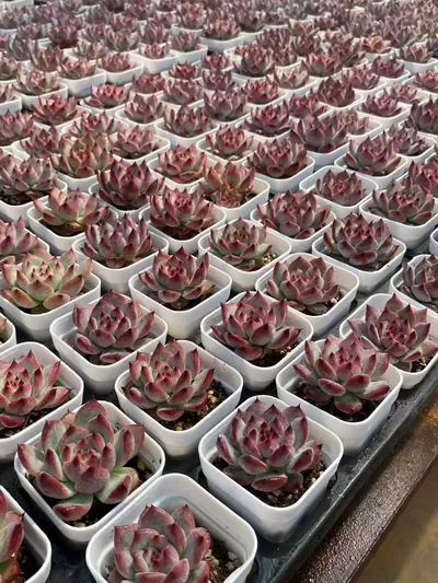 Echeveria colorata 'Diamond' (钻石卡罗拉) succulent — wholesale bare-root export from Yunnan, China (6 of 6)