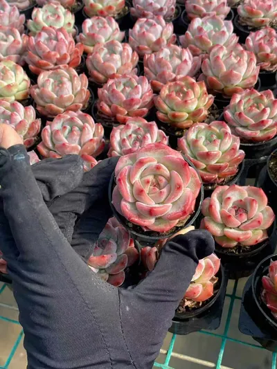 Echeveria colorata 'Diamond' sp. (钻石卡罗拉sp) succulent — wholesale bare-root export from Yunnan, China (2 of 5)