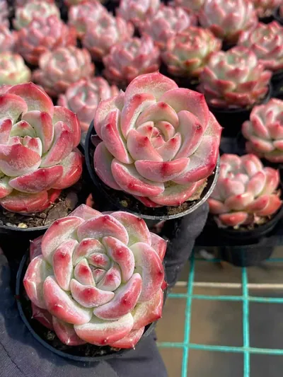 Echeveria colorata 'Diamond' sp. (钻石卡罗拉sp) succulent — wholesale bare-root export from Yunnan, China (3 of 5)