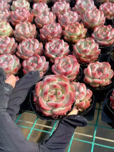 Echeveria colorata 'Diamond' sp. (钻石卡罗拉sp) succulent — wholesale bare-root export from Yunnan, China (4 of 5)