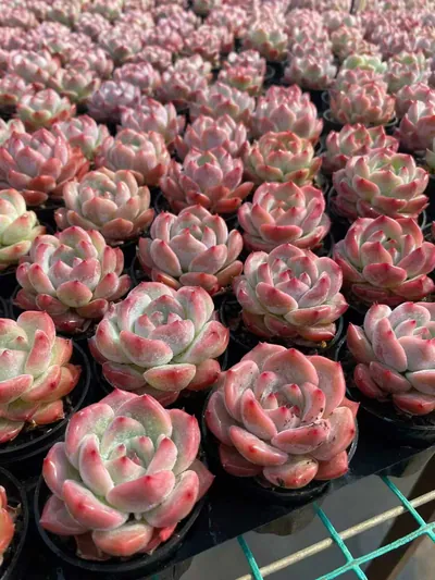 Echeveria colorata 'Diamond' sp. (钻石卡罗拉sp) succulent — wholesale bare-root export from Yunnan, China (5 of 5)