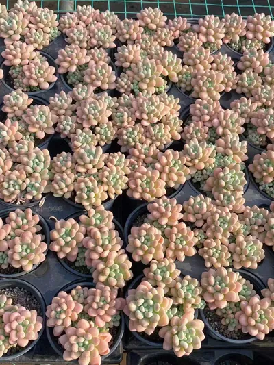 Echeveria 'Daphne' (达芙妮) succulent — wholesale bare-root export from Yunnan, China (5 of 5)