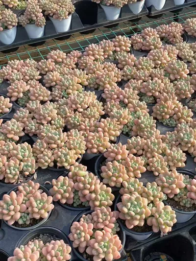 Echeveria 'Daphne' (达芙妮) succulent — wholesale bare-root export from Yunnan, China (3 of 5)
