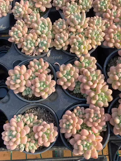 Echeveria 'Daphne' (达芙妮) succulent — wholesale bare-root export from Yunnan, China (4 of 5)