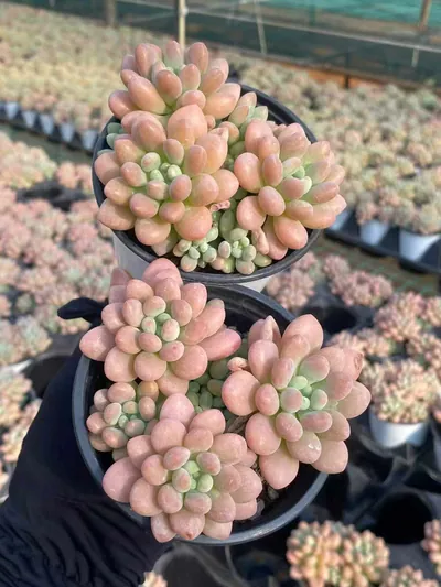 Echeveria 'Daphne' (达芙妮) succulent — wholesale bare-root export from Yunnan, China (2 of 5)