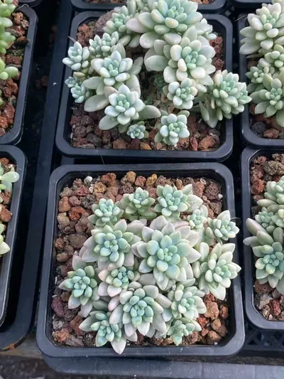 Echeveria 'Daphne' Variegated (达芙妮锦) succulent — wholesale bare-root export from Yunnan, China (2 of 4)