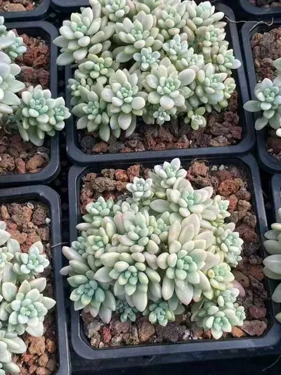 Echeveria 'Daphne' Variegated (达芙妮锦) succulent — wholesale bare-root export from Yunnan, China (3 of 4)