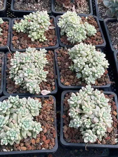 Echeveria 'Daphne' Variegated (达芙妮锦) succulent — wholesale bare-root export from Yunnan, China (4 of 4)