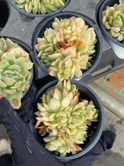 Echeveria 'Floriana' Monstrose Variegated Cluster (弗洛瑞安娜石化锦群) succulent — wholesale bare-root export from Yunnan, China (4 of 4)