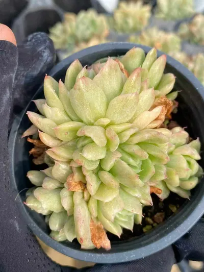 Echeveria 'Floriana' Monstrose Variegated Cluster (弗洛瑞安娜石化锦群) succulent — wholesale bare-root export from Yunnan, China (2 of 4)