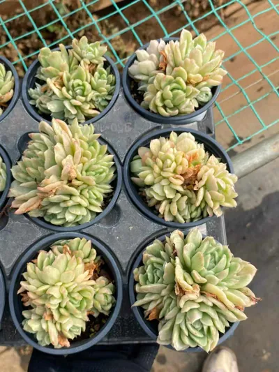 Echeveria 'Floriana' Monstrose Variegated Cluster (弗洛瑞安娜石化锦群) succulent — wholesale bare-root export from Yunnan, China (3 of 4)