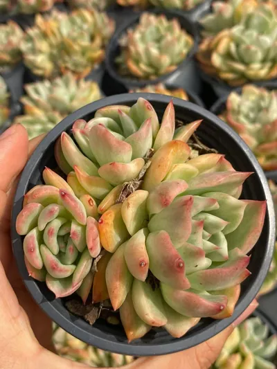 Echeveria Echeveria 'Floriana' Variegated Cluster succulent — wholesale export from Yunnan, China