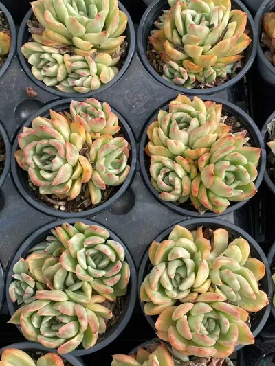 Echeveria 'Floriana' Variegated Cluster (弗洛瑞安娜锦群) succulent — wholesale bare-root export from Yunnan, China (2 of 3)