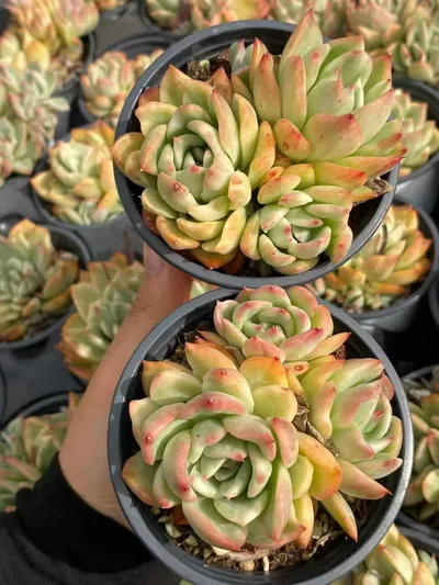Echeveria 'Floriana' Variegated Cluster (弗洛瑞安娜锦群) succulent — wholesale bare-root export from Yunnan, China (3 of 3)