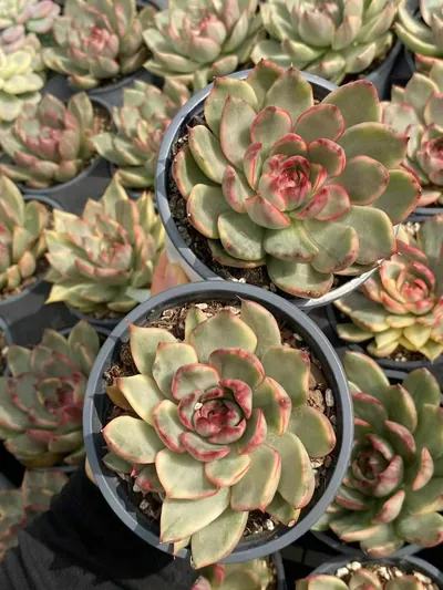 Echeveria 'Gillian' Variegated (吉利安锦) succulent — wholesale bare-root export from Yunnan, China (2 of 3)