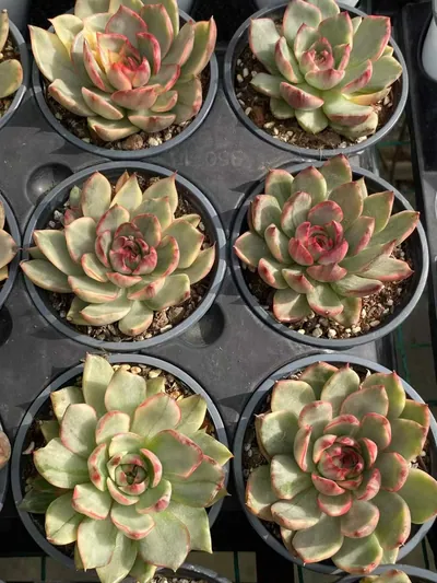 Echeveria 'Gillian' Variegated (吉利安锦) succulent — wholesale bare-root export from Yunnan, China (3 of 3)