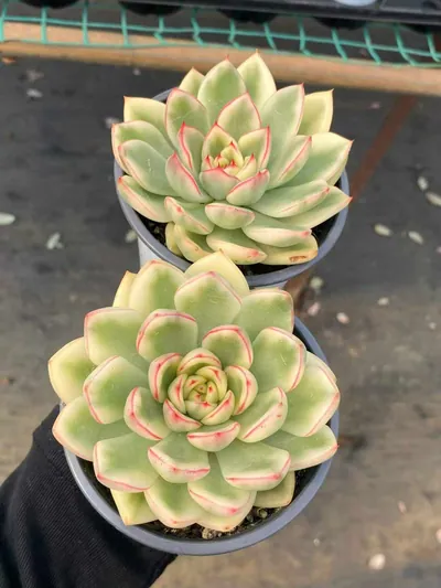 Echeveria 'Hanna' Variegated (汉娜锦) succulent — wholesale bare-root export from Yunnan, China (5 of 5)