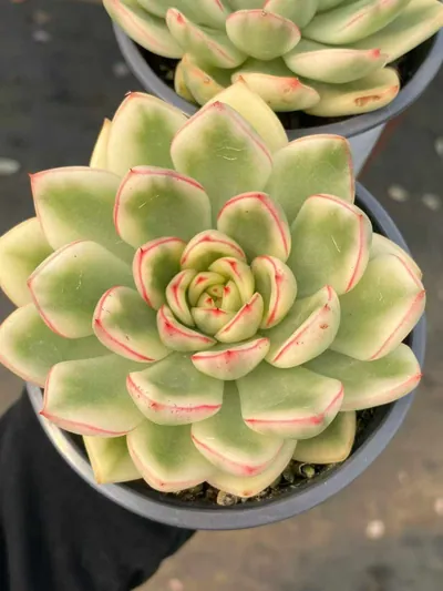 Echeveria 'Hanna' Variegated (汉娜锦) succulent — wholesale bare-root export from Yunnan, China (2 of 5)