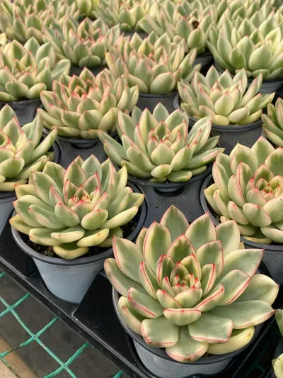 Echeveria 'Hanna' Variegated (汉娜锦) succulent — wholesale bare-root export from Yunnan, China (4 of 5)