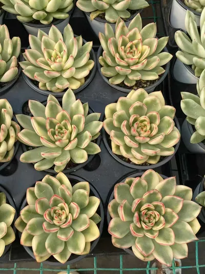 Echeveria 'Hanna' Variegated (汉娜锦) succulent — wholesale bare-root export from Yunnan, China (3 of 5)