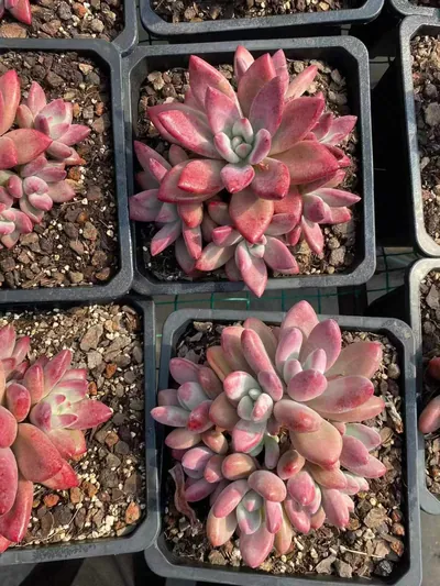 Echeveria 'Hephaestus' sp. Cluster (赫菲斯托sp群生) succulent — wholesale bare-root export from Yunnan, China (3 of 9)