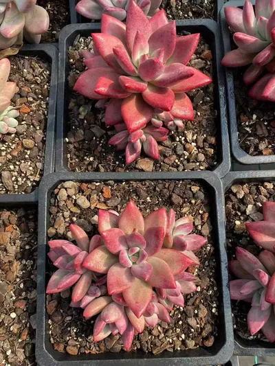 Echeveria 'Hephaestus' sp. Cluster (赫菲斯托sp群生) succulent — wholesale bare-root export from Yunnan, China (4 of 9)