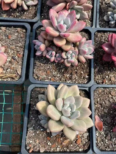 Echeveria 'Hephaestus' sp. Cluster (赫菲斯托sp群生) succulent — wholesale bare-root export from Yunnan, China (5 of 9)