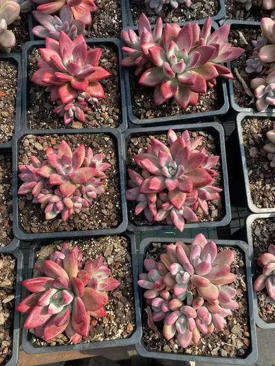 Echeveria 'Hephaestus' sp. Cluster (赫菲斯托sp群生) succulent — wholesale bare-root export from Yunnan, China (6 of 9)