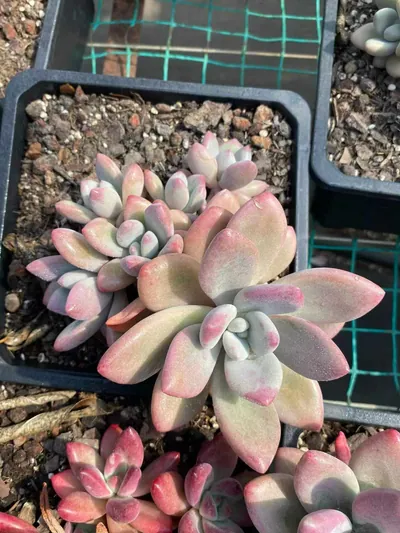 Echeveria 'Hephaestus' sp. Cluster (赫菲斯托sp群生) succulent — wholesale bare-root export from Yunnan, China (9 of 9)