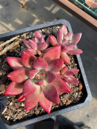 Echeveria 'Hephaestus' sp. Cluster (赫菲斯托sp群生) succulent — wholesale bare-root export from Yunnan, China (2 of 9)
