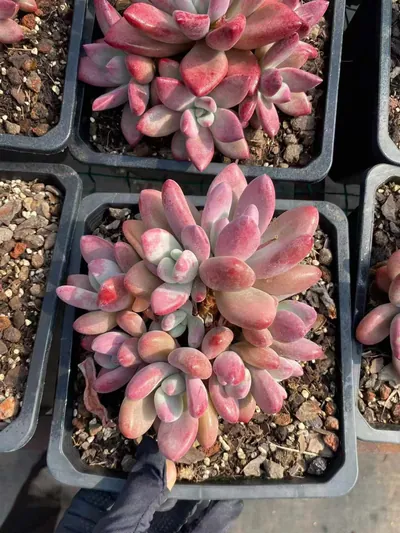 Echeveria 'Hephaestus' sp. Cluster (赫菲斯托sp群生) succulent — wholesale bare-root export from Yunnan, China (8 of 9)