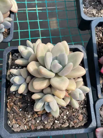 Echeveria 'Hephaestus' sp. Cluster (赫菲斯托sp群生) succulent — wholesale bare-root export from Yunnan, China (7 of 9)