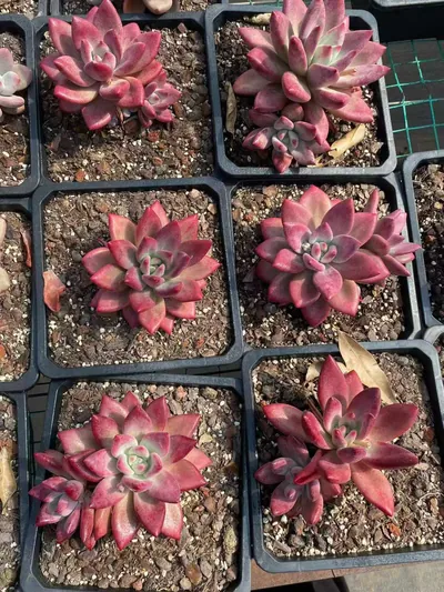 Echeveria 'Hephaestus' sp., Single & Twin-head (赫菲斯托sp单双头) succulent — wholesale bare-root export from Yunnan, China (5 of 5)