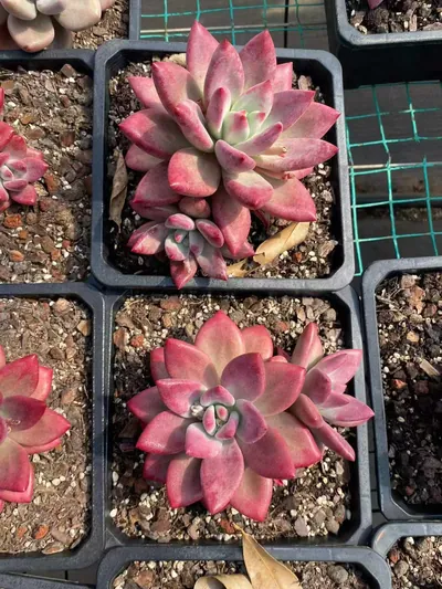 Echeveria 'Hephaestus' sp., Single & Twin-head (赫菲斯托sp单双头) succulent — wholesale bare-root export from Yunnan, China (4 of 5)