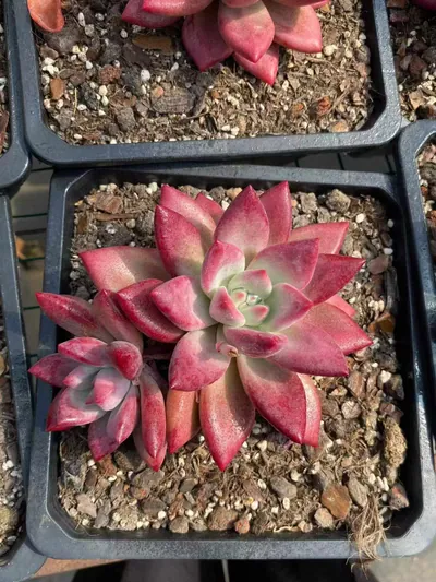 Echeveria 'Hephaestus' sp., Single & Twin-head (赫菲斯托sp单双头) succulent — wholesale bare-root export from Yunnan, China (2 of 5)