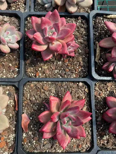 Echeveria 'Hephaestus' sp., Single & Twin-head (赫菲斯托sp单双头) succulent — wholesale bare-root export from Yunnan, China (3 of 5)