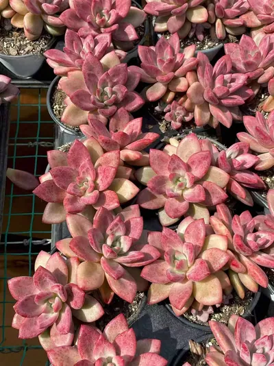 Echeveria 'Hephaestus' Twin-head (赫菲双头) succulent — wholesale bare-root export from Yunnan, China (4 of 4)