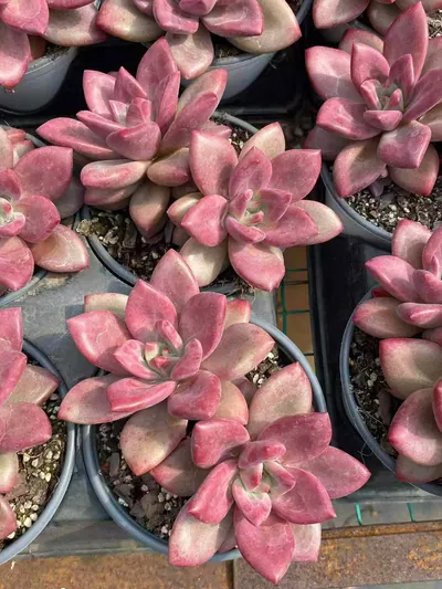 Echeveria 'Hephaestus' Twin-head (赫菲斯托双头) succulent — wholesale bare-root export from Yunnan, China (3 of 5)