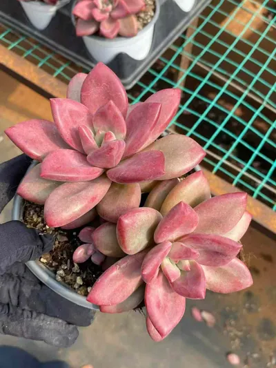 Echeveria 'Hephaestus' Twin-head (赫菲斯托双头) succulent — wholesale bare-root export from Yunnan, China (5 of 5)