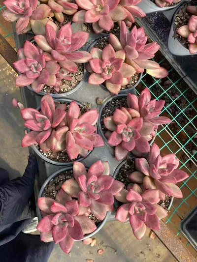 Echeveria 'Hephaestus' Twin-head (赫菲斯托双头) succulent — wholesale bare-root export from Yunnan, China (4 of 5)