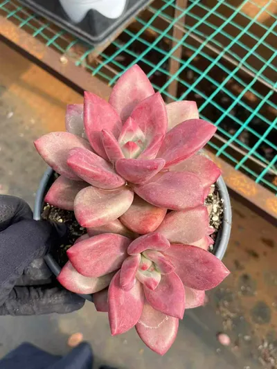 Echeveria 'Hephaestus' Twin-head (赫菲斯托双头) succulent — wholesale bare-root export from Yunnan, China (2 of 5)
