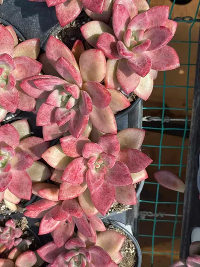 Echeveria 'Hephaestus' Twin-head (赫菲双头) succulent — wholesale bare-root export from Yunnan, China (3 of 4)
