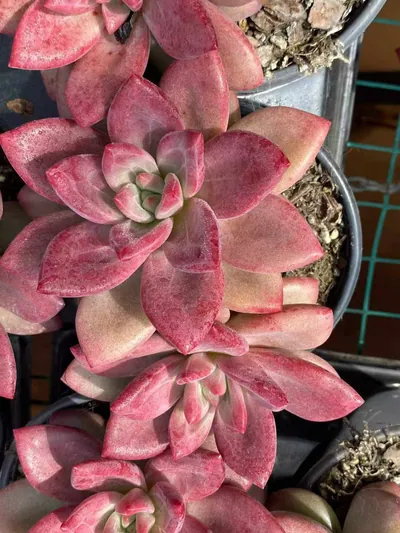 Echeveria 'Hephaestus' Twin-head (赫菲双头) succulent — wholesale bare-root export from Yunnan, China (2 of 4)
