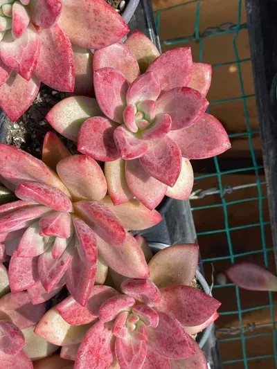 Echeveria Echeveria 'Hephaestus' Twin-head succulent — wholesale export from Yunnan, China