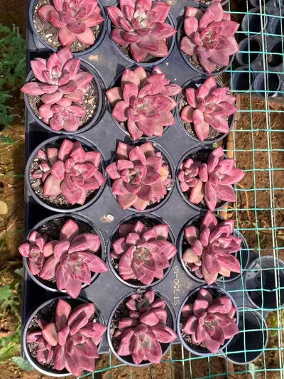 Echeveria 'Hephaestus' w/ Offsets (赫菲单头和带惠) succulent — wholesale bare-root export from Yunnan, China (6 of 6)